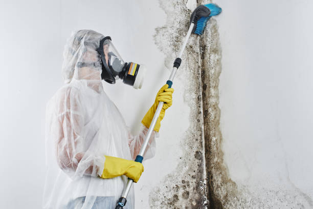 Biohazard Mold Removal in Fort Collins, CO